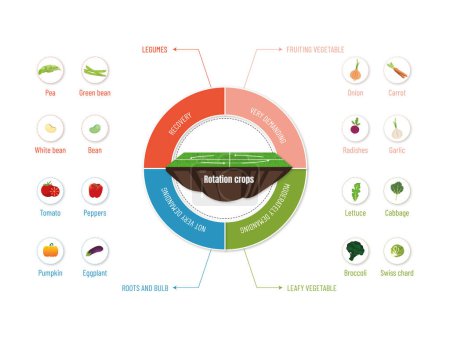 Illustration for Circular Infographic: Discover the Crops in Each Crop Rotation..circular diagram with seed to crop icons on a white background. - Royalty Free Image