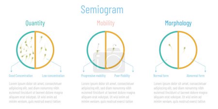 Seminogram consists of studying the semen, quantity, morphology and mobility.