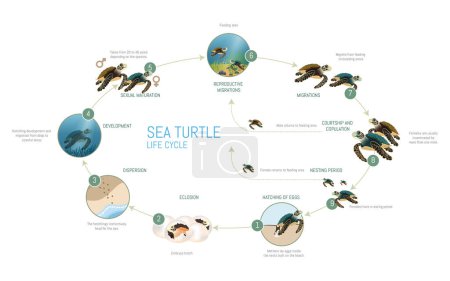 Ein Schaubild des Lebenszyklus einer Meeresschildkröte. Das Diagramm ist kreisförmig und zeigt die verschiedenen Stadien des Lebens der Schildkröte, vom Schlüpfen bis zum Erwachsenenalter. Das Bild ist informativ und lehrreich