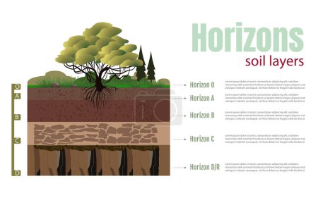 Illustration for Diagram of horizons and soil layers. The diagram is divided into five sections, each with a different color. The top section is green, and the rest in shades of brown, all on a white background. - Royalty Free Image