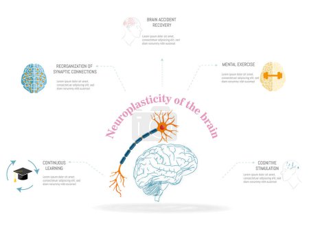 Téléchargez les illustrations : Diagramme du cerveau avec un neurone et une tige cérébrale.Neuroplasticité du cerveau. - en licence libre de droit