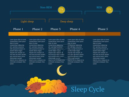 Un mouton dort au milieu d'un cycle de sommeil. Le cycle est divisé en quatre phases : sommeil léger, sommeil profond, sommeil paradoxal et sommeil léger.