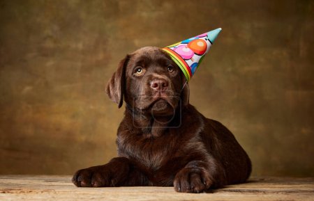 Foto de Retrato de lindo perro, cachorro Labrador posando en gorra de cumpleaños aislado sobre fondo de estudio vintage. Concepto de movimiento, belleza, veterinaria, raza, mascotas, vida animal. Copiar espacio para anuncio - Imagen libre de derechos