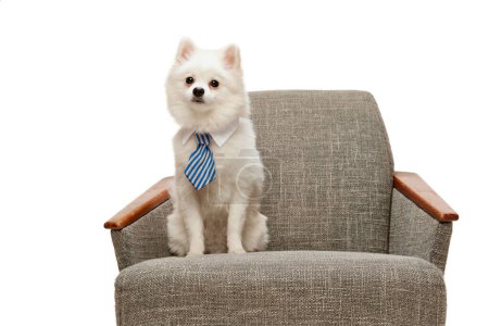 Photo for Portrait of cute white Pomeranian spitz posing in tie, calmly sitting on chair isolated over white studio background. Concept of motion, domestic dog, vet, breed, purebred animal. Copy space for ad - Royalty Free Image