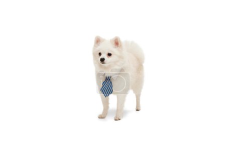 Photo for Portrait of cute white Pomeranian spitz posing in a tie isolated over white studio background. Gentleman. Concept of motion, domestic dog, vet, breed, purebred animal. Copy space for ad - Royalty Free Image