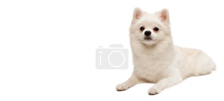 Photo for Portrait of cute white Pomeranian spitz posing, calmly lying on floor isolated over white studio background. Flyer. Concept of motion, domestic dog, vet, breed, purebred animal. Copy space for ad - Royalty Free Image