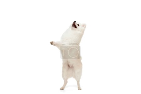 Photo for Portrait of cute white Pomeranian spitz posing, standing on hind legs isolated over white studio background. Concept of motion, domestic dog, vet, breed, purebred animal. Copy space for ad - Royalty Free Image