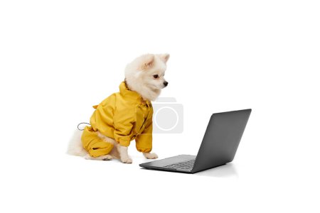 Photo for Portrait of cute white Pomeranian spitz posing in yellow coat near laptop isolated over white studio background. Concept of motion, domestic dog, vet, breed, purebred animal. Copy space for ad - Royalty Free Image