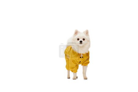 Photo for Portrait of cute white Pomeranian spitz posing in yellow coat isolated over white studio background. Concept of motion, domestic dog, vet, breed, purebred animal. Copy space for ad - Royalty Free Image