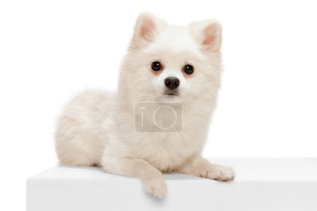 Photo for Portrait of cute white Pomeranian spitz posing, calmly lying and looking at camera isolated on white studio background. Concept of motion, domestic dog, vet, breed, purebred animal. Copy space for ad - Royalty Free Image