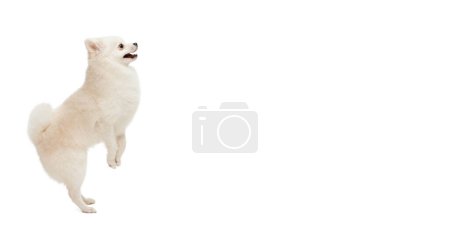 Photo for Concept of motion, domestic dog, vet, breed, purebred animal. Copy space for ad - Royalty Free Image