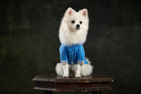 Photo for Portrait of cute white Pomeranian spitz posing in blue costume isolated over vintage green studio background. Concept of motion, domestic dog, vet, breed, purebred animal. Copy space for ad - Royalty Free Image