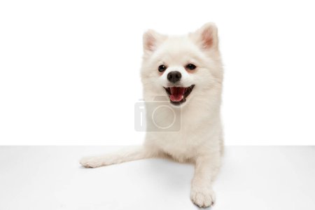 Photo for Portrait of cute white Pomeranian spitz posing, peeking out the table and smiling isolated over white studio background. Concept of motion, domestic dog, vet, breed, purebred animal. Copy space for ad - Royalty Free Image