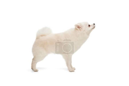 Photo for Portrait of cute white Pomeranian spitz posing, curiously sniffing isolated over white studio background. Concept of motion, domestic dog, vet, breed, purebred animal. Copy space for ad - Royalty Free Image