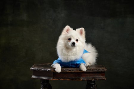 Photo for Portrait of cute white Pomeranian spitz posing, lying in blue costume isolated over vintage green studio background. Concept of motion, domestic dog, vet, breed, purebred animal. Copy space for ad - Royalty Free Image