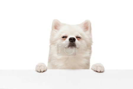 Photo for Portrait of cute white Pomeranian spitz posing with funny muzzle isolated over white studio background. Feeling sleepy. Concept of motion, domestic dog, vet, breed, purebred animal. Copy space for ad - Royalty Free Image