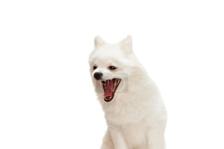 Photo for Portrait of cute white Pomeranian spitz posing, yawning isolated over white studio background. Sleepy puppy. Concept of motion, domestic dog, vet, breed, purebred animal. Copy space for ad - Royalty Free Image