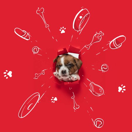 Téléchargez les photos : Cute puppy, little dog sticking out from torned red background with drawings toys, bones, food, and new house. Collage with pencil doodles. Animal, art, creativity. Creative design for greeting card - en image libre de droit