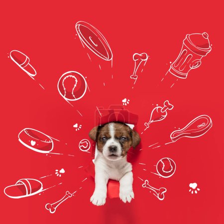 Photo for Cute puppy, little dog sticking out from torned red background with drawings toys, bones, food, and new house. Collage with pencil doodles. Animal, art, creativity. Creative design for greeting card - Royalty Free Image