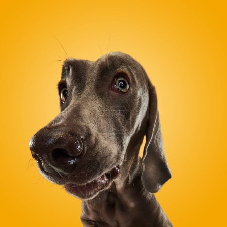 Photo for Amusing fluffy friend. Portrait of funny dog Weimaraner with brown fur looking at camera over orange studio background. Dog after grooming. Close up. Friend, love, care and animal health concept - Royalty Free Image