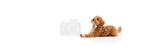 Studio shot of adorable curly red dog Maltipoo isolated over white studio background. Pet looks happy, healthy and groomed. Concept of animal care, vet, fashion. Banner with copy space for ad