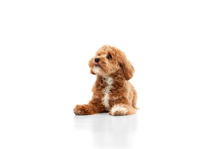 Carefree doggy. Portrait of cute joyful animal, Maltipoo with red fur posing isolated over white studio background. Pet looks healthy and happy. Friend, love, care, animal health, ad concept