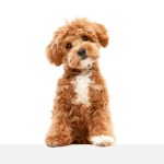 Cute charming dog. Shot of Maltipoo with big kind eyes and brown fur posing isolated over white studio background. Close up. Pet looks healthy and happy. Friend, love, care and animal health concept