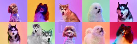 Foto de Banner. Collage hecho de retratos divertidos perros diferentes razas en fondos de estudio multicolor en luz de neón. Concepto de amistad, mascotas, amor, vida animal. Mira feliz, encantado. - Imagen libre de derechos