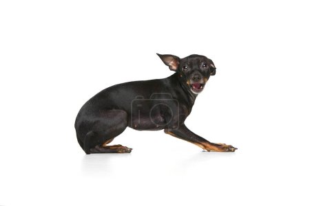 Photo for Side view. Shot of Pinscher puppy with big kind eyes posing isolated over white studio background. Cute charming Purebred Prague ratter. Close up. Concept of care, pets love, animal life. Ad - Royalty Free Image