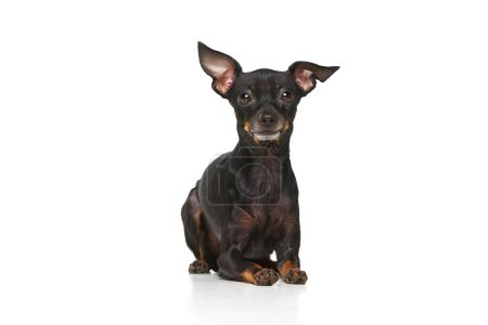 Photo for Front view. Shot of Pinscher puppy with big kind eyes posing isolated over white studio background. Cute charming Purebred Prague ratter. Close up. Concept of care, pets love, animal life. Ad - Royalty Free Image