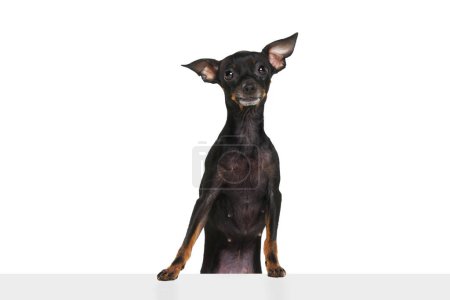 Photo for Studio shot of adorable Prague ratter dog isolated over white studio background. Pet looks happy, healthy and groomed. Concept of animal care, health, vet, fashion, canine food. ad - Royalty Free Image
