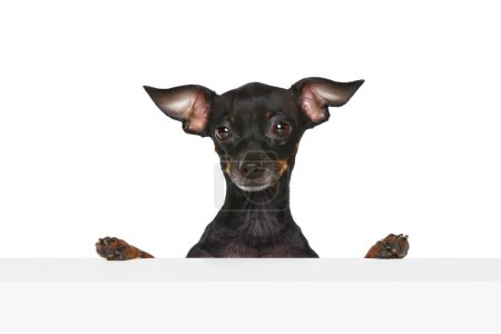 Photo for Curiosity. Portrait with one curious dog Prague ratter looking with clever face isolated over white background. Obedient dog. Concept of animal care, health, grooming, vet, fashion. Copy space for ad - Royalty Free Image