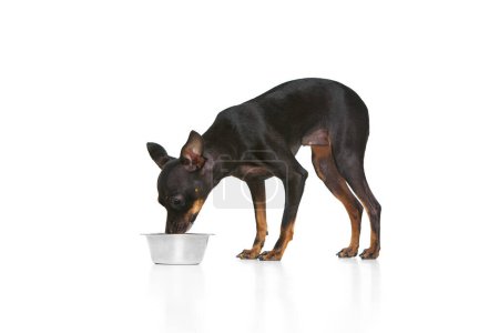 Photo for Nice miniature Pinscher standing near dogs bowl and yummys isolated over white background. Canine food. Concept of animal care, health, grooming, vet, fashion. Copy space for ad - Royalty Free Image