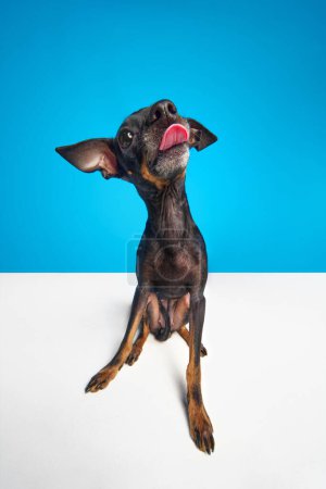 Photo for Wide angle view shot. Funny miniature Pinscher dog, Prague ratter looking at camera with licking tongue over color studio background. Concept of animal care, friendship, health, vet, fashion. - Royalty Free Image
