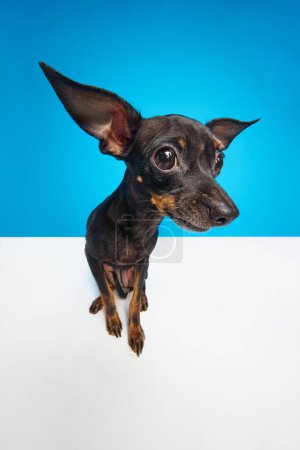 Photo for Wide angle view shot. Miniature Pinscher dog, Prague ratter fine-looking at camera over blue studio background. Concept of animal care, friendship, health, vet, fashion. - Royalty Free Image