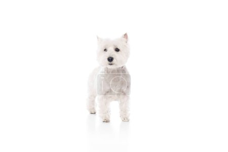 Photo for Adorable, calm, beautiful purebred dog, west highland white terrier standing isolated on white studio background. Concept of animal, domestic, pet, doggie, vet, friend. Copy space for ad - Royalty Free Image