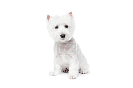 Photo for Calm, beautiful, purebred dog, west highland white terrier sitting and looking isolated on white studio background. Concept of animal, domestic, pet, doggie, vet, friend. Copy space for ad - Royalty Free Image