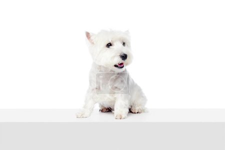 Photo for Funny, adorable, calm dog, purebred west highland white terrier isolated on white studio background. Concept of animal, domestic, pet, doggie, vet, friend. Copy space for ad - Royalty Free Image