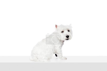 Photo for Funny, adorable, calm dog, purebred west highland white terrier isolated on white studio background. Concept of animal, domestic, pet, doggie, vet, friend. Copy space for ad - Royalty Free Image