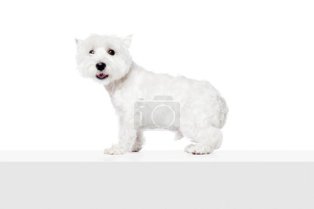 Photo for Cute, adorable, funny purebred doggie, little west highland white terrier standing isolated on white studio background. Concept of animal, domestic, pet, doggie, vet, friend. Copy space for ad - Royalty Free Image