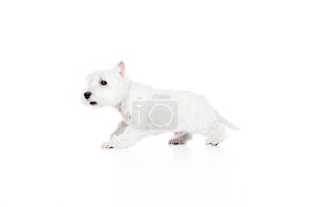 Photo for Playful, little, cute, purebred dog, west highland white terrier, running, playing isolated on white studio background. Concept of animal and pet, domestic, doggie, vet, friend. Copy space for ad - Royalty Free Image