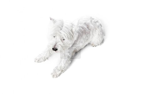 Photo for Top view of little, beautiful, calm dog, west highland white terrier lying on floor isolated on white studio background. Concept of animal, domestic, pet, doggie, vet, friend. Copy space for ad - Royalty Free Image
