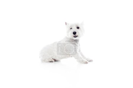 Photo for Happy, purebred, cute dog, west highland white terrier sitting isolated on white studio background. Concept of animal, domestic, pet, doggie, vet, friend. Copy space for ad - Royalty Free Image