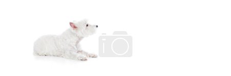Photo for Curious, smart, calm, little purebred dog, west highland white terrier isolated on white studio background. Concept of animal, domestic, pet, doggie, vet, friend. Copy space for ad. Banner - Royalty Free Image