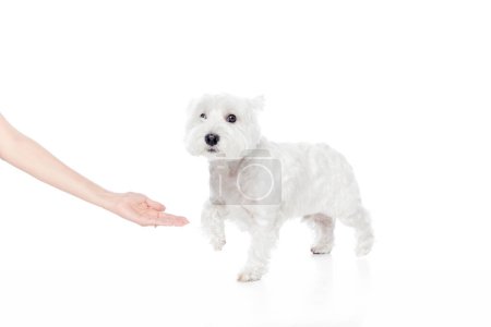 Photo for Adorable, cute little dog, purebred west highland white terrier giving paw isolated on white studio background. Concept of animal, domestic, pet, doggie, vet, friend. Copy space for ad - Royalty Free Image