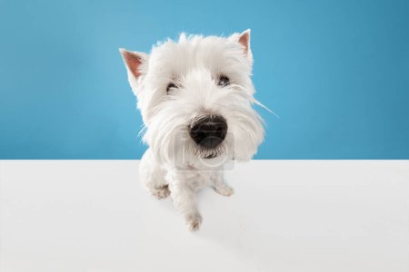 Photo for Close-up muzzle of adorable, funny dog, purebred west highland white terrier looking at camera isolated on blue studio background. Concept of animal, domestic, pet, doggie, friend. Copy space for ad - Royalty Free Image