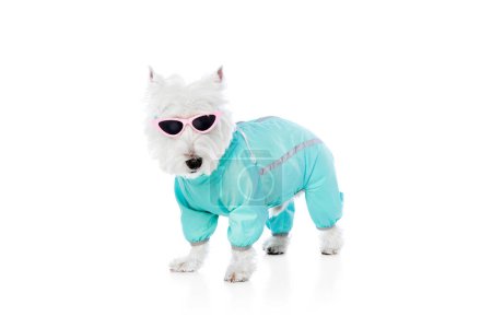 Photo for Adorable, purebred dog, west highland white terrier wearing jumpsuit and sunglasses isolated on white studio background. Concept of animal, domestic, pet, doggie, vet, friend. Copy space for ad - Royalty Free Image