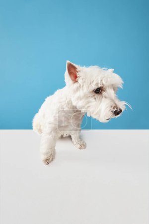 Photo for Looking shy. Cute, adorable dog, purebred west highland white terrier isolated on blue studio background. Concept of animal, domestic, pet, doggie, vet, friend. Copy space for ad - Royalty Free Image