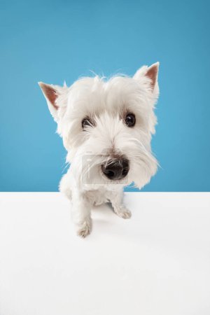 Photo for Close-up muzzle of adorable, funny dog, purebred west highland white terrier looking at camera isolated on blue studio background. Concept of animal, domestic, pet, doggie, friend. Copy space for ad - Royalty Free Image