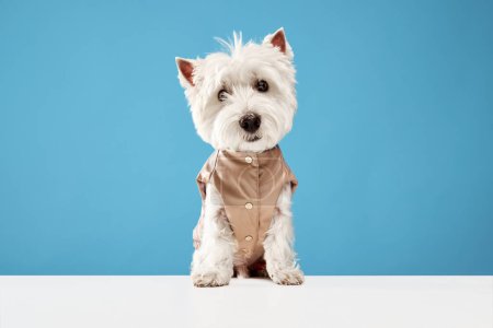 Photo for Beautiful purebred dog, west highland white terrier wearing jumpsuit for pets isolated on blue studio background. Concept of animal, domestic, pet, doggie, vet, friend. Copy space for ad - Royalty Free Image
